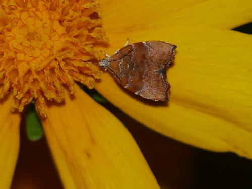 Réf. 236 585 : Choreutis nemorana